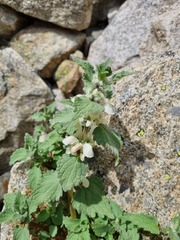 Lamium tomentosum