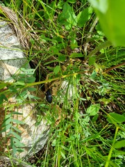 Carabus