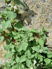 Lamium tomentosum