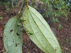 Piper dravidii