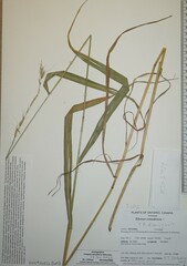 Elymus diversiglumis