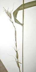 Elymus diversiglumis