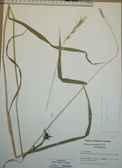 Elymus diversiglumis