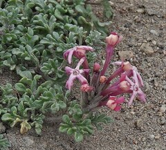 Verbena aurantiaca