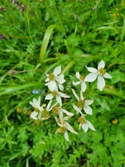 Anemonastrum fasciculatum