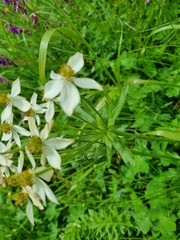 Anemonastrum fasciculatum