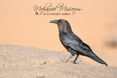 Corvus ruficollis