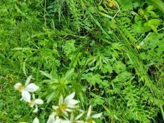 Anemonastrum fasciculatum