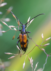Stenurella bifasciata