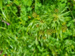 Anemonastrum fasciculatum