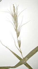 Elymus diversiglumis
