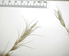 Elymus diversiglumis