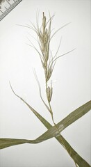 Elymus diversiglumis