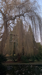 Salix × sepulcralis
