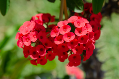 Euphorbia milii