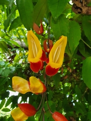 Thunbergia mysorensis