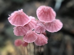 Marasmius haematocephalus