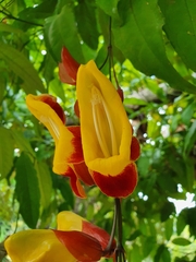 Thunbergia mysorensis
