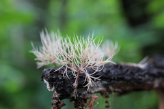 Pterula subulata
