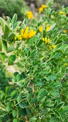 Medicago arborea