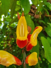 Thunbergia mysorensis