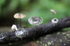 Tetrapyrgos nigripes