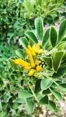 Medicago arborea