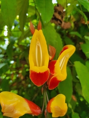 Thunbergia mysorensis