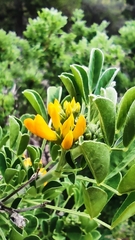 Medicago arborea