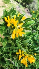 Medicago arborea
