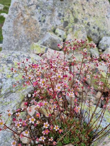 Lifelong saxifrage (Saxifraga kolenatiana)