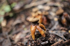 Geastrum fornicatum