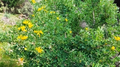 Medicago arborea