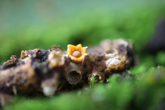 Sphaerobolus stellatus