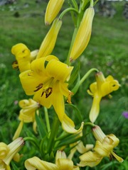 Lilium monadelphum