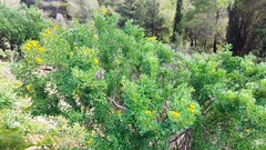 Medicago arborea
