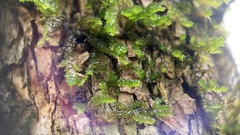 Forsstroemia trichomitria