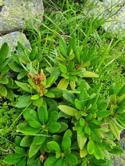 Rhododendron caucasicum