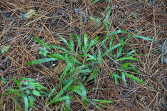 Paspalum langei