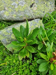 Rhododendron caucasicum