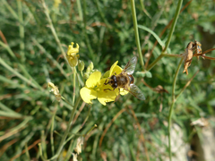 Diplotaxis tenuifolia