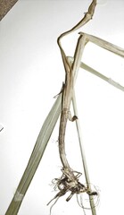 Elymus diversiglumis