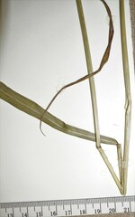 Elymus diversiglumis