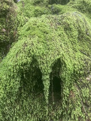 Scleropodium obtusifolium