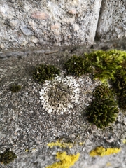 Phaeophyscia hirsuta