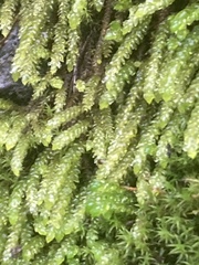 Scleropodium obtusifolium