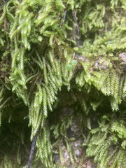 Scleropodium obtusifolium