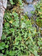 Cardamine raphanifolia