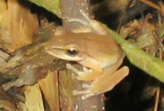 Polypedates teraiensis