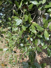 Quercus virginiana